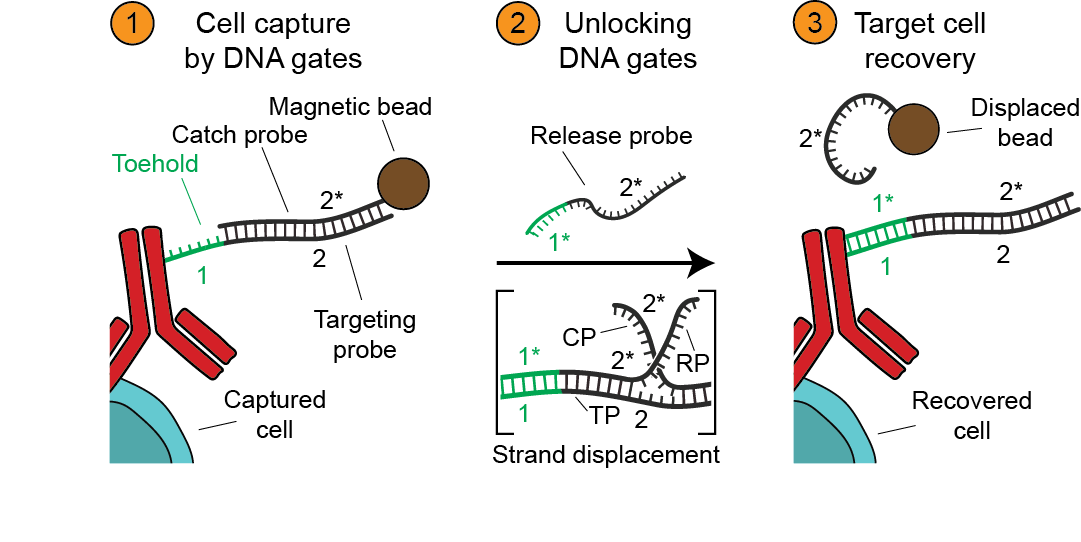 DNA gated cell sorting published in PNAS