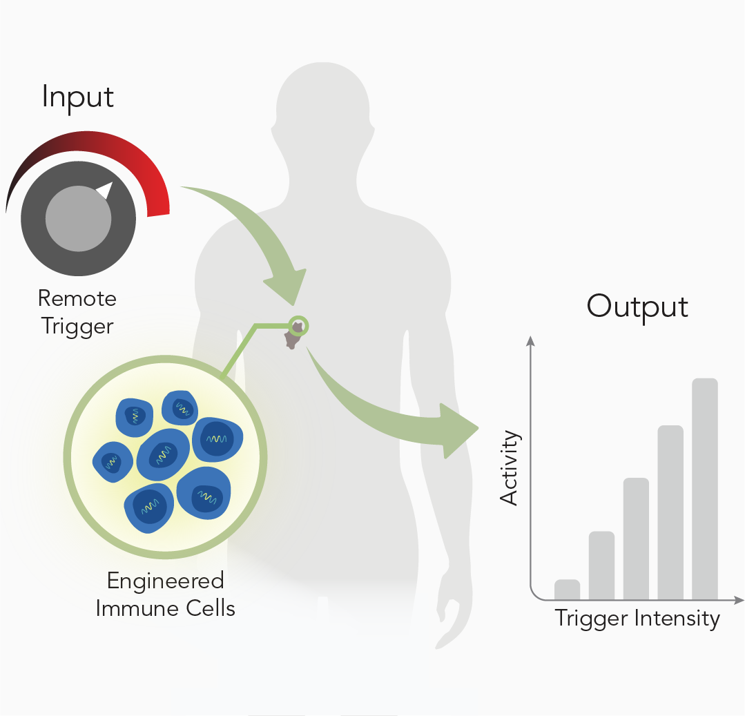 T Cell Therapies