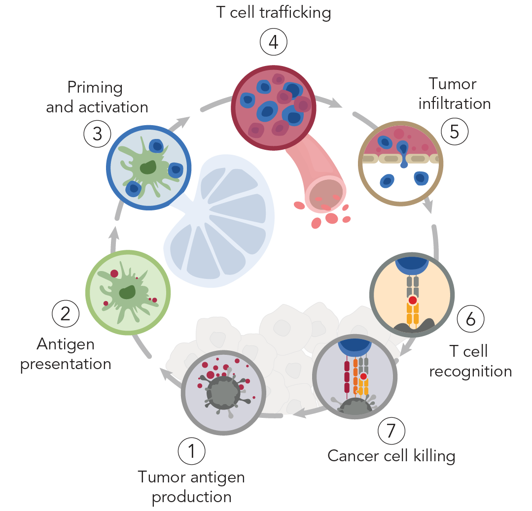 *Adapted from Chen and Mellman, Immunity (2013).