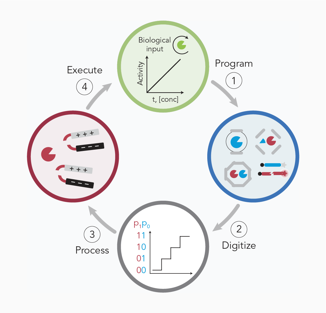 Programmable Immunity